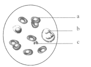 天天摸天天碰这里有精品 