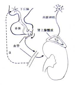 啄木鸟中宇 在五金制造方面有深厚基础