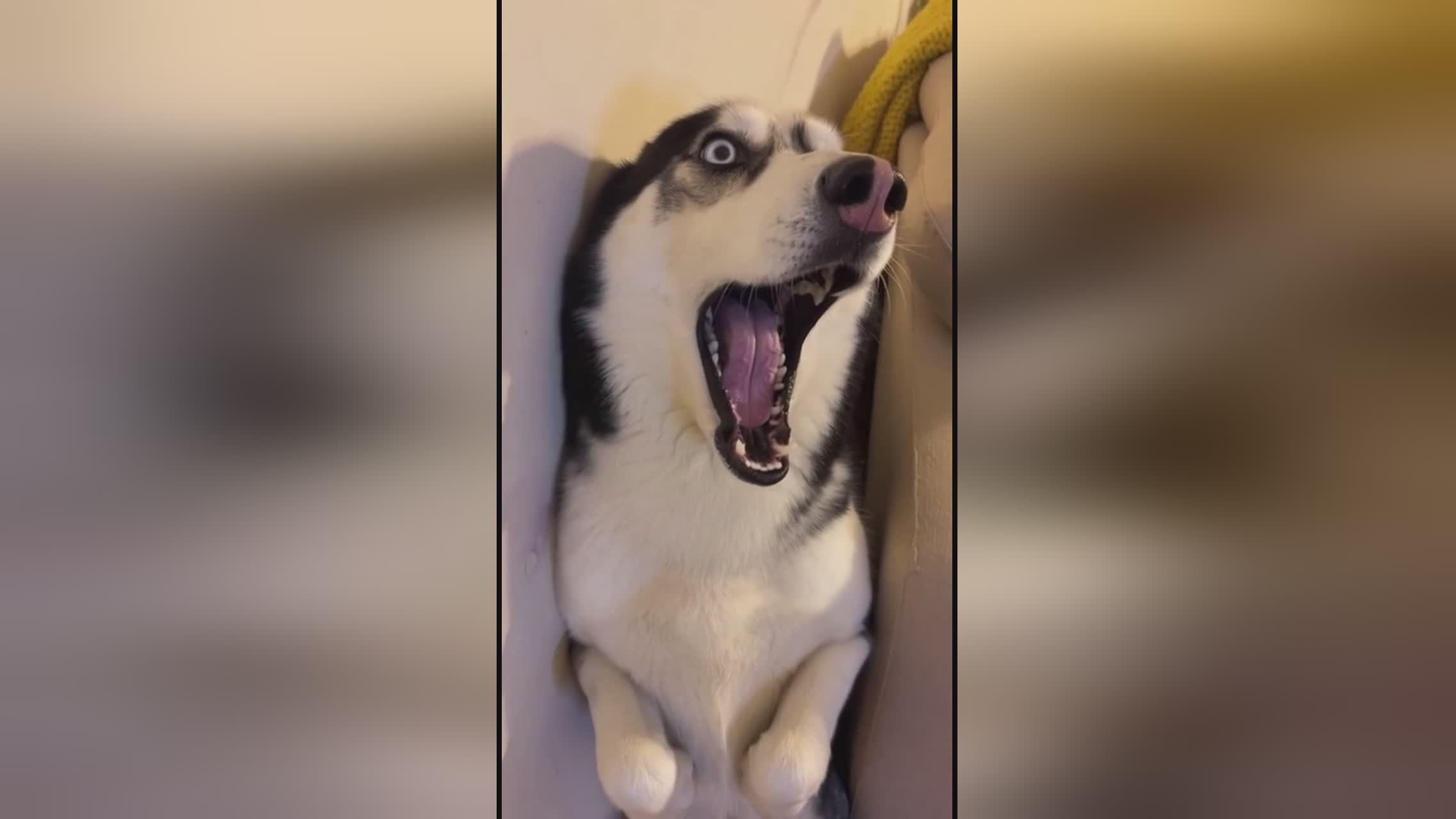 都诗温 小型艺术团体）中的活跃成员