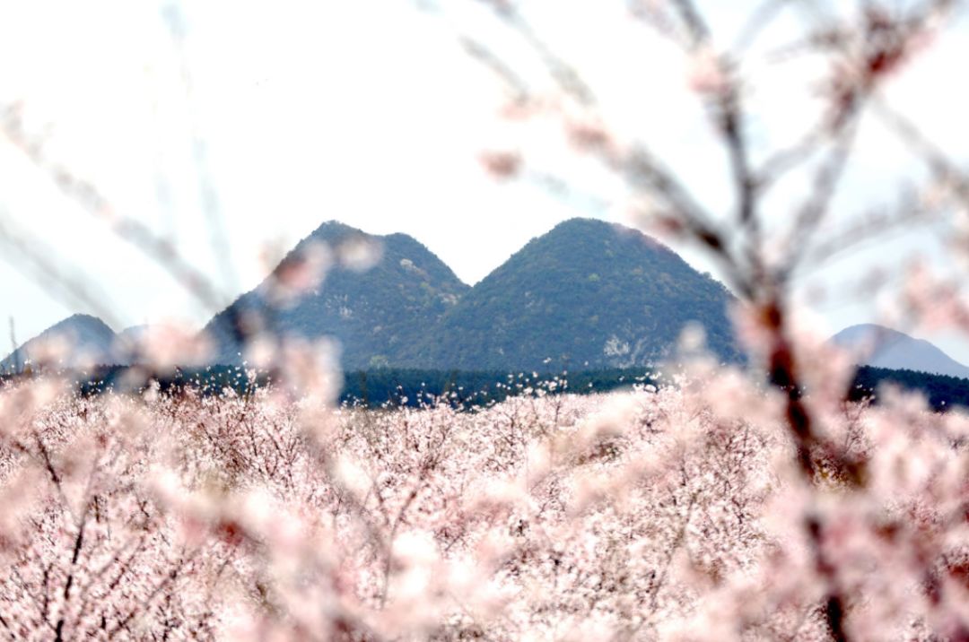 豆奶国产亚洲精品片在线观看