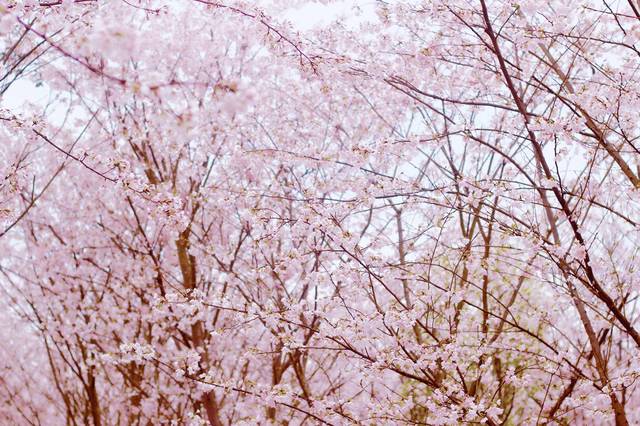 99久酒店在线精品2019