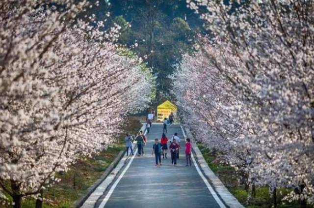 香香公主与爱犬事件
