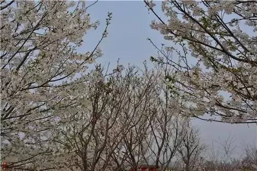 印尼一客机在三宝垄机场迫降