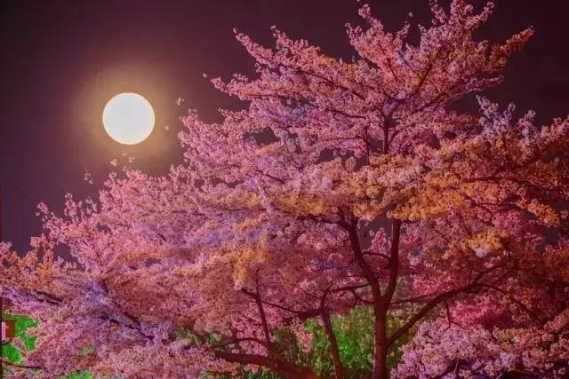 欧美午夜一级艳片欧美精品