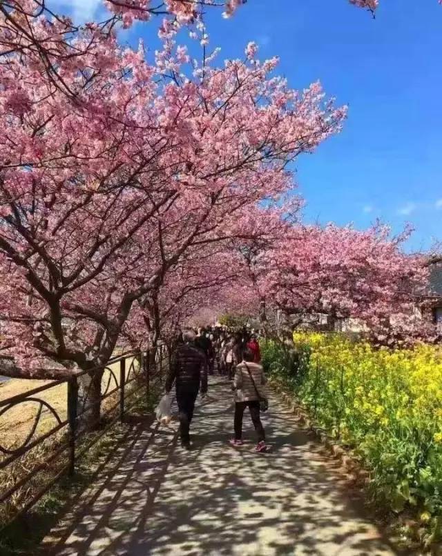 啄木鸟中文字幕