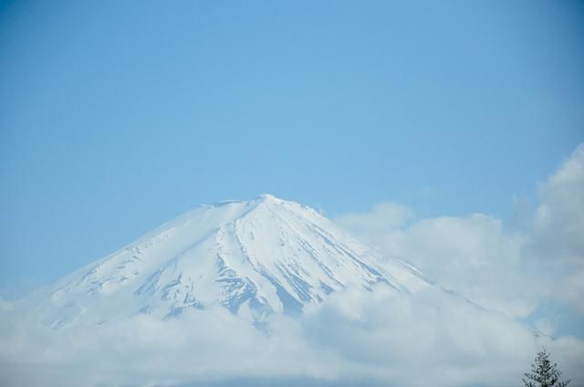 球迷的奶球在线