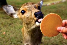 国产精品女同一区二区久久