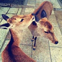 啄木鸟白衣天使