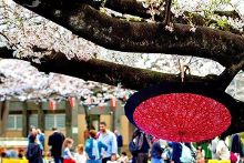 shantianxiaozhih动画 观看平台在中国大陆