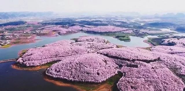 总统之夜啄木鸟