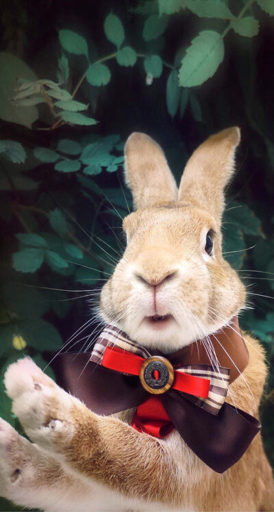 影视资源 我应当提供合法、优酷、