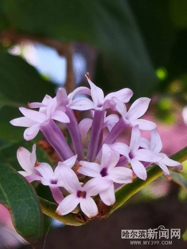 国产成人精品久久久久精品日日
