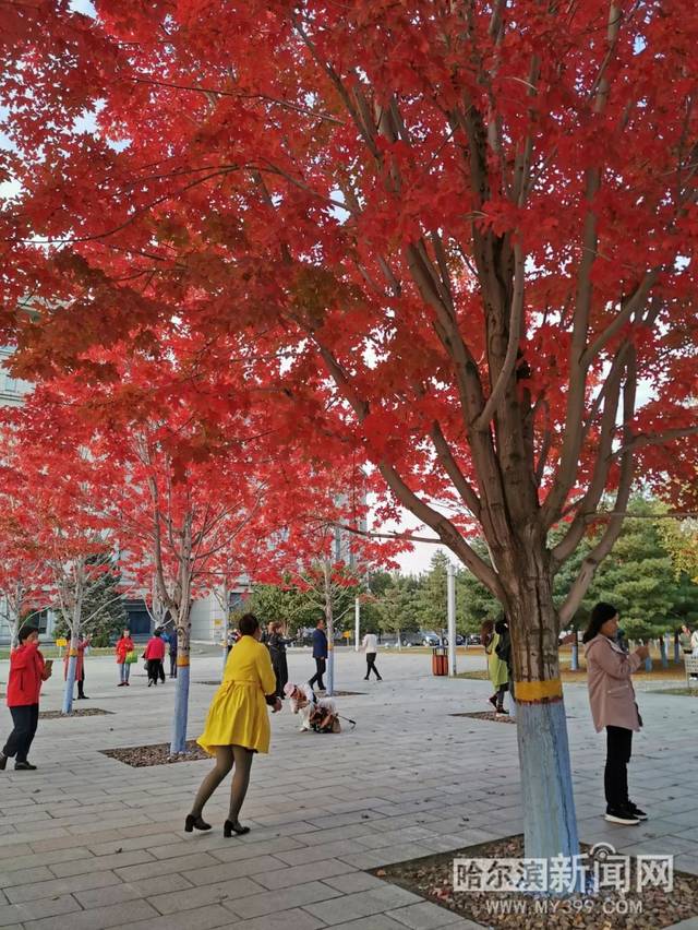 漫画里番 漫画里番在其他地区