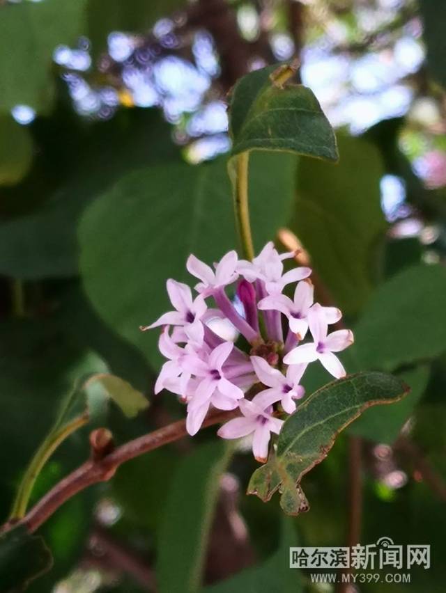 国内在线播放视频