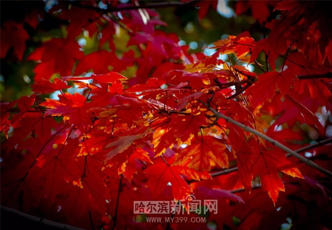 xhshu.cn 对于任何非官方的类似域名