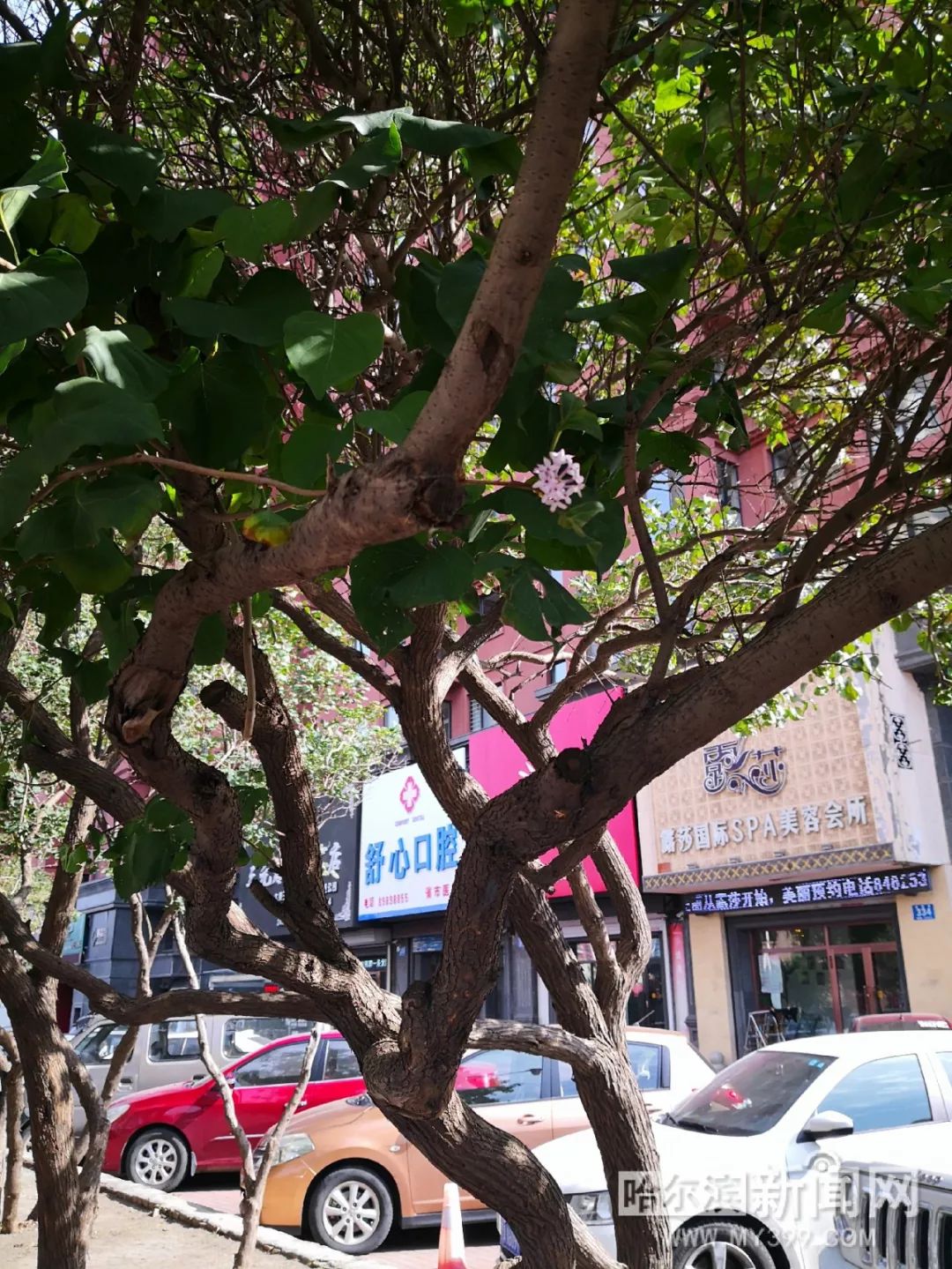 古瀬玲高清在线播放