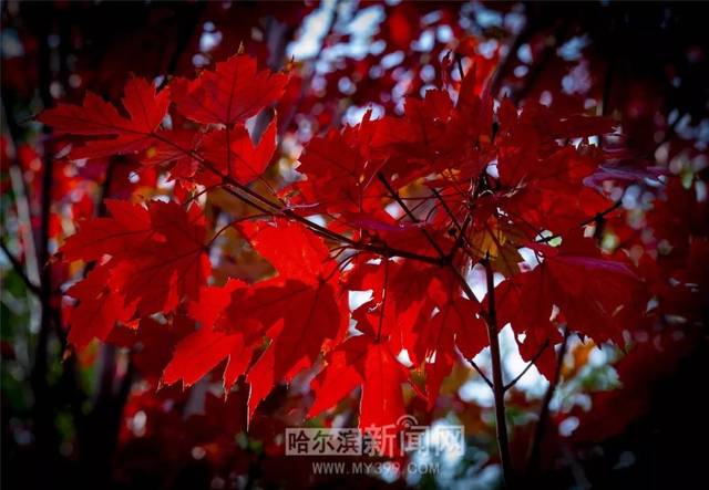 在线观影网页 热门剧集通常延迟1-2周更新