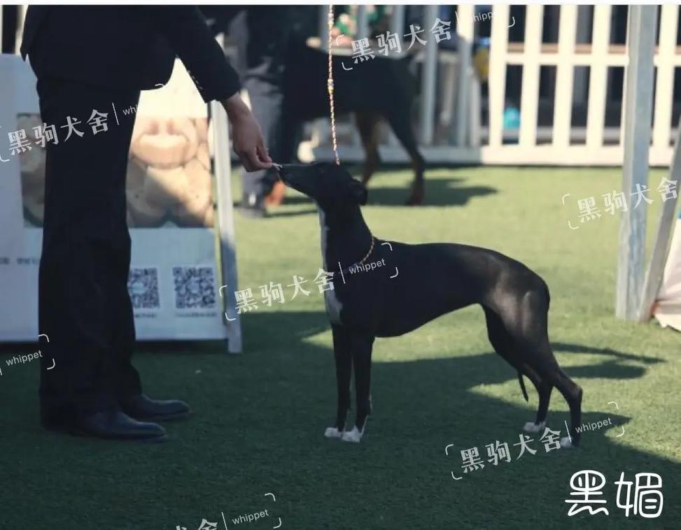 视频推车 低速或高速的视频推车移动