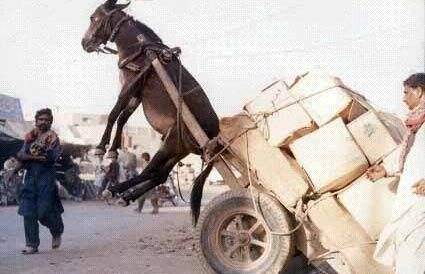 友情维护vixi rafi melanie