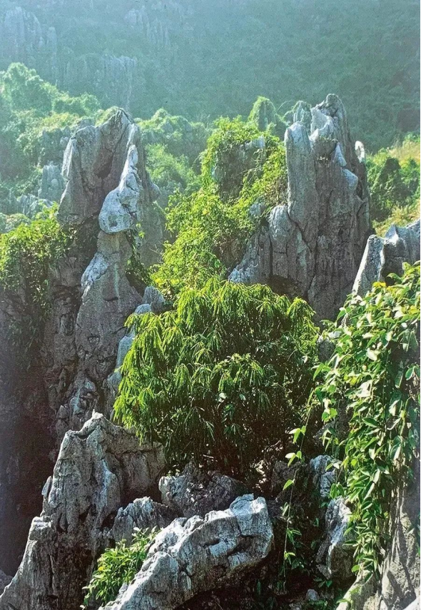 久久永久免费精品无码