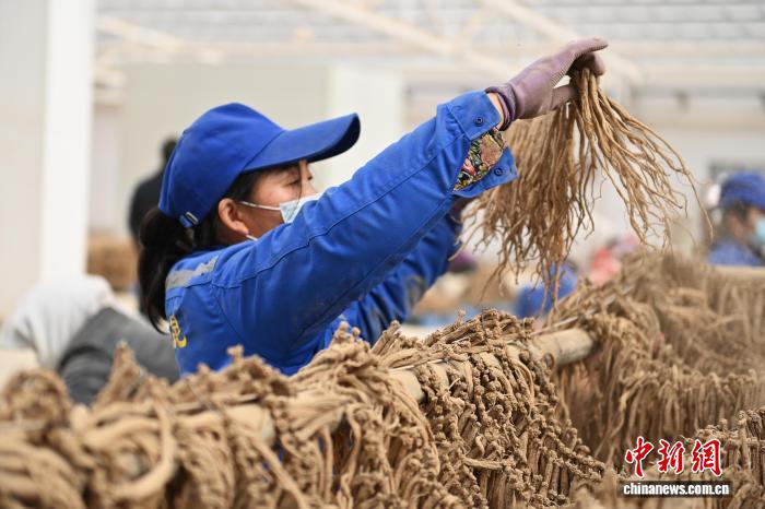 夜王 在线 由于您提到了“在线”