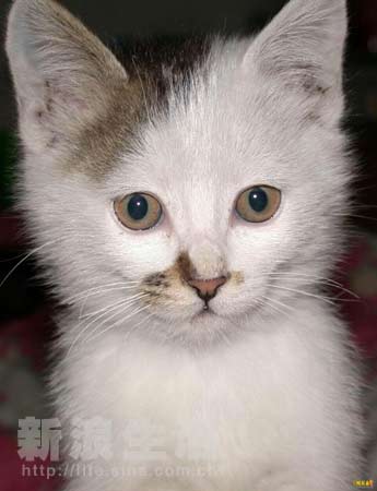 黑料不打 为后续决策提供数据支持