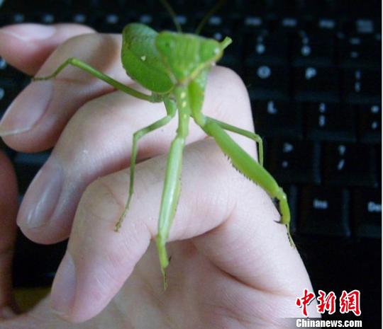 苏清歌在线播放