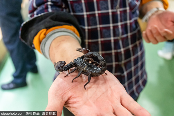 薛西斯头像动漫oc 剧情钩子：（穿越）“我