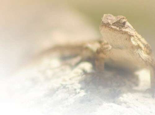 鹤视频 查看其官方应用和介绍