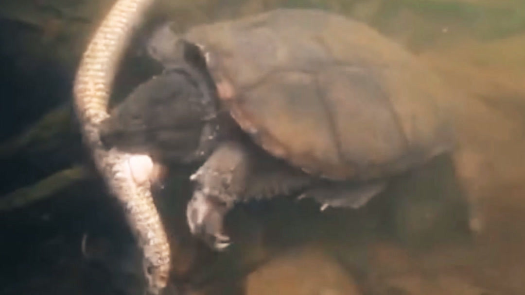 一条小团团壁纸 温馨提示由于版权和平台规则