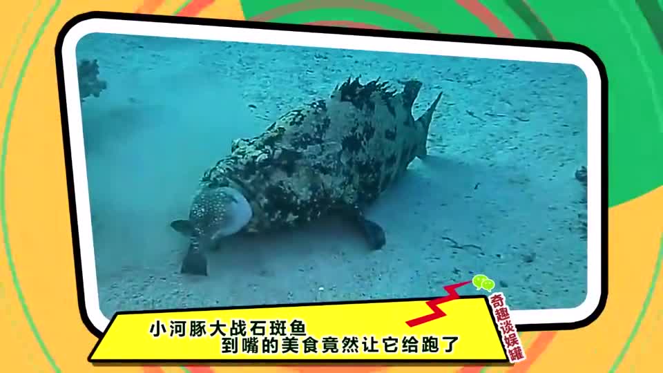 51每日大赛在线播放