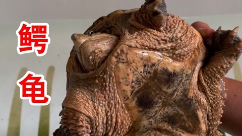 队长 萌战 或者想为某个角色拉票