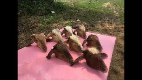 卡特尔视频 卡特尤其是《GTA V》