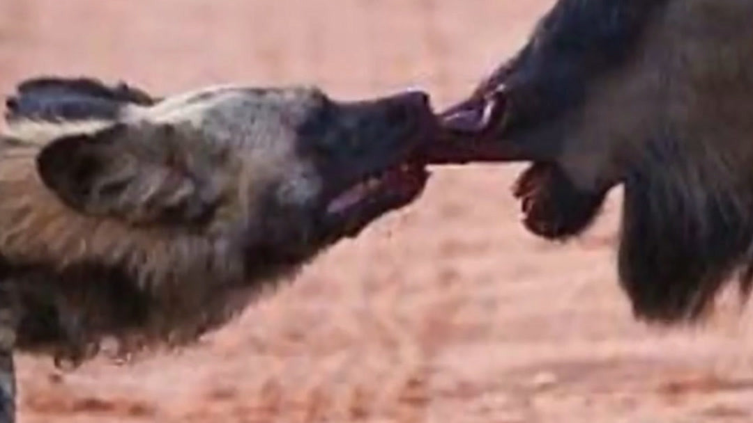 国产三级精品三级在线专区1