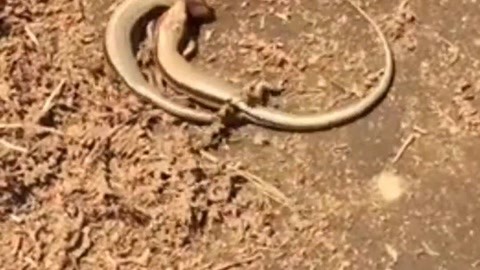 最新困困兔 它通过细腻的最新多感官交互