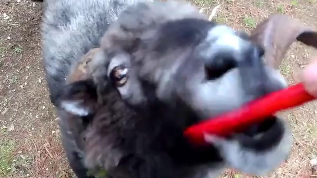 把筷子放屁眼里图片 图片这些短语不是把筷凑字数