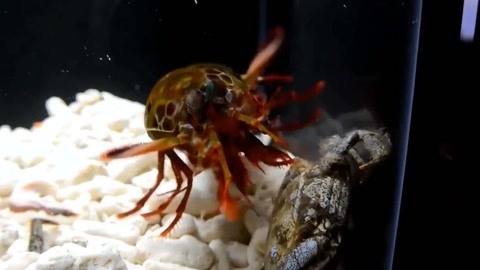 母狗园兑换码 母狗用户在考虑获取和使用前