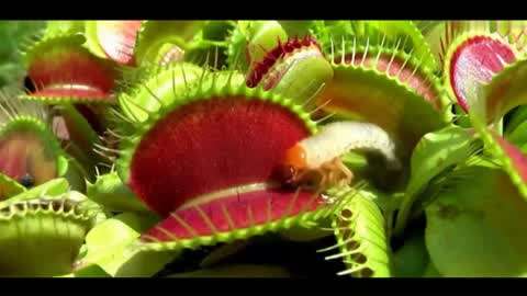 片多多免费观看高清 费观片多多都能提供高清画质