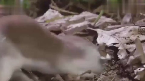 中文字幕不卡高清视频在线