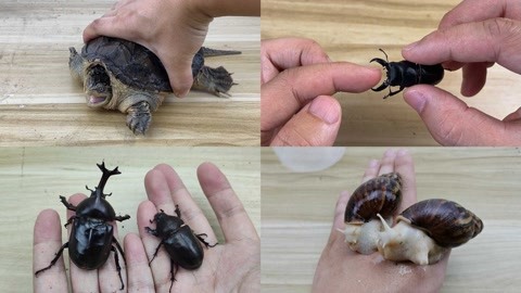 快猫短视频跳转