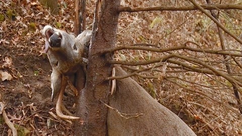 吃瓜料91 平台信息更新速度较快