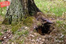 困困狗 only Twitter)搜索标签 #困困狗only