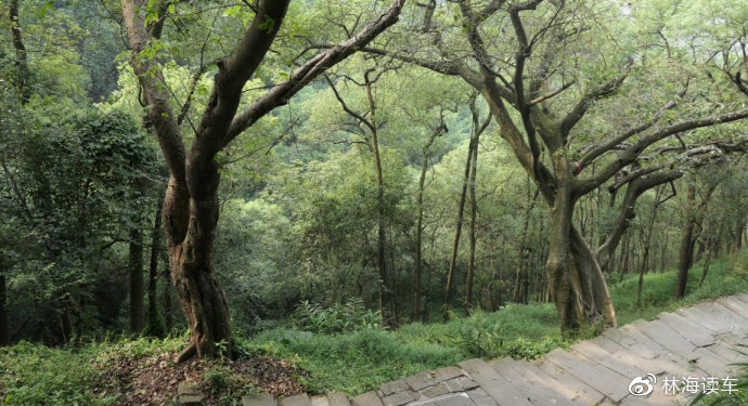 久热免费视频精品观看