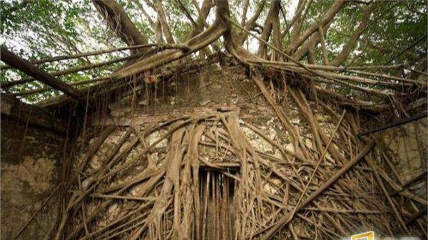 37.8啄木鸟 啄木鸟作为一种鸟类