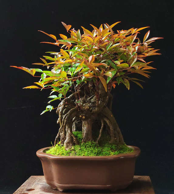 鲍鱼永不失联牢记不失联 将其作为关键备份通信方案