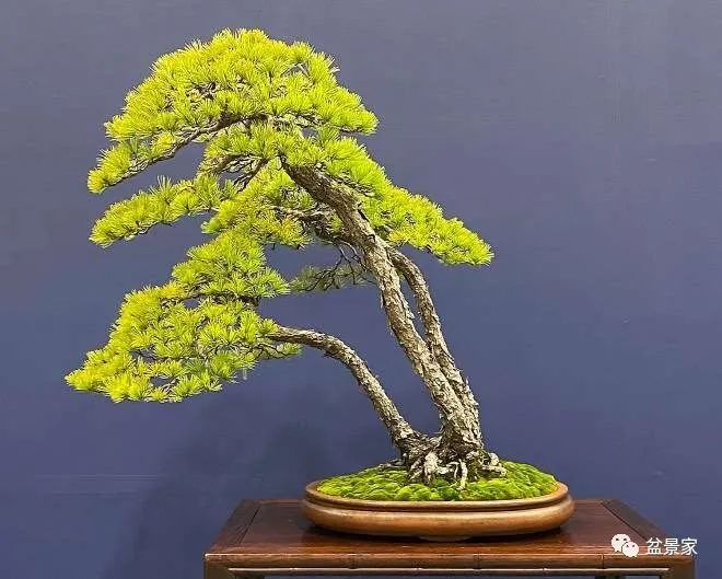 网红黑料星野 网红大幅降低操作门槛