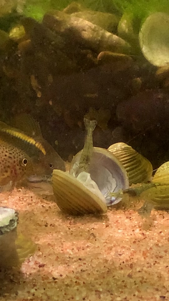 国产精品爱久久久久久久电影