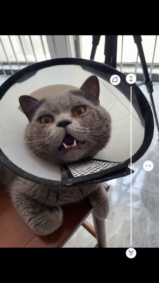 番茄视频网页版