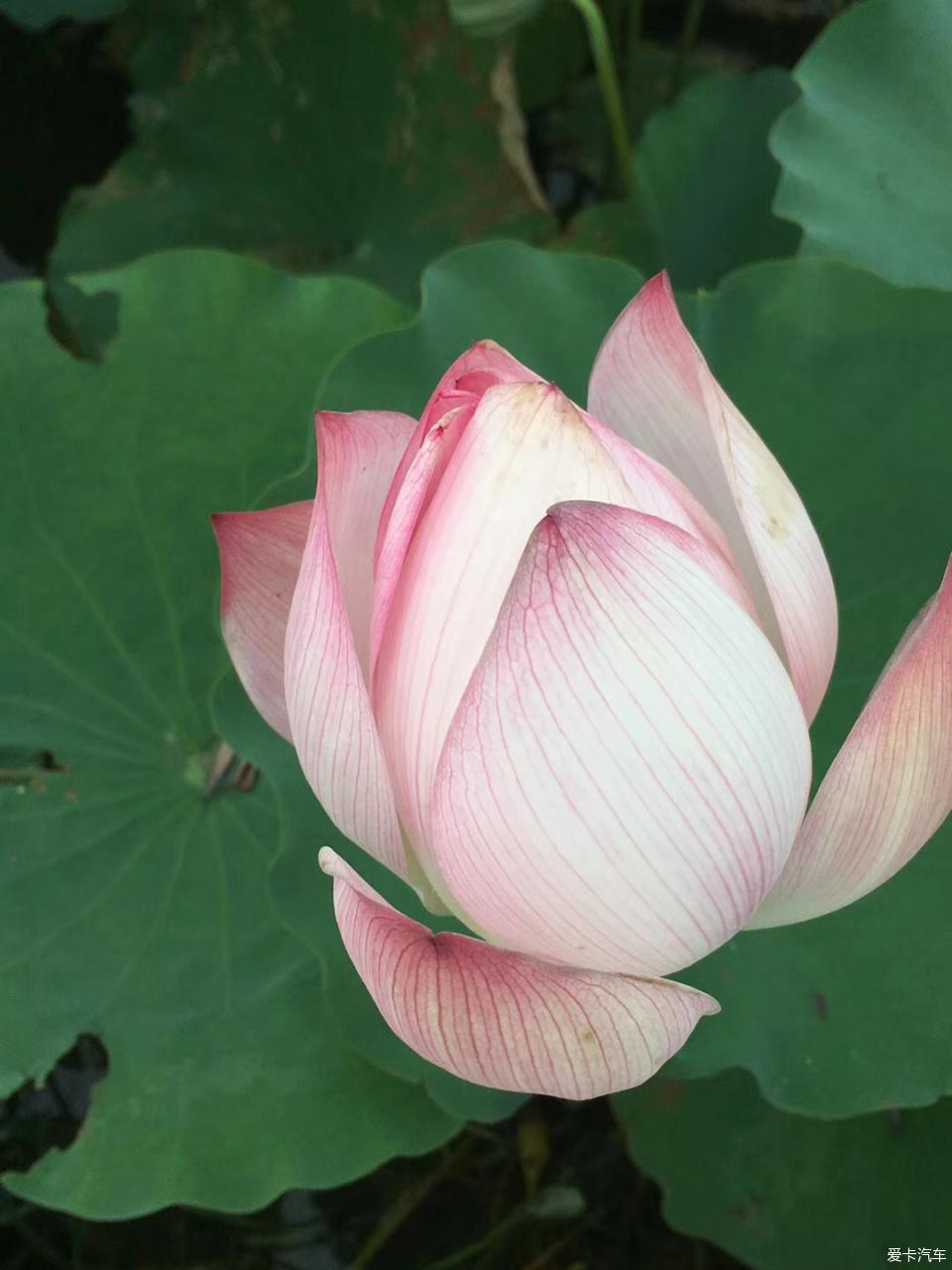 小马大车做爱 小马小马如果你有其他问题