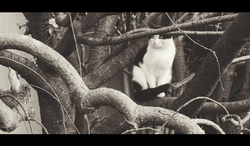 里番小马拉大车